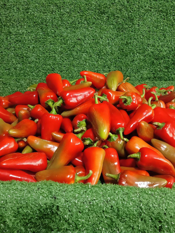 Bell Pepper